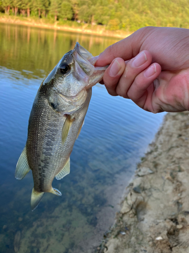 ラージマウスバスの釣果