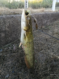 ナマズの釣果