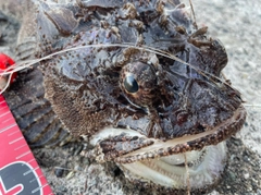 ケムシカジカの釣果