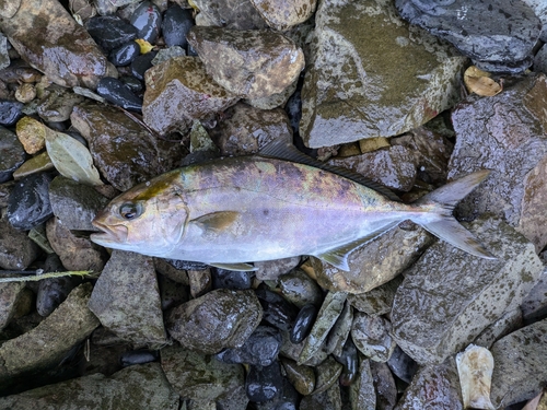 ネリゴの釣果