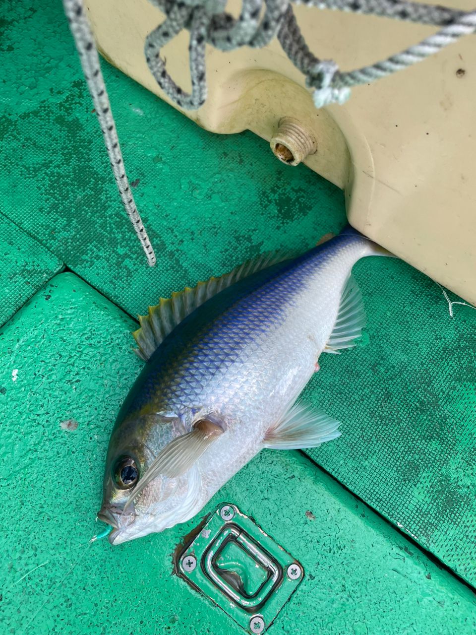 gatzさんの釣果 1枚目の画像