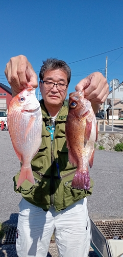 ハナダイの釣果