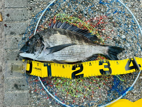 クロダイの釣果