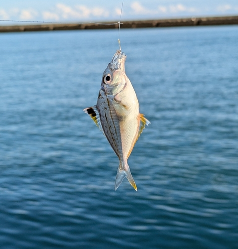 ヒイラギの釣果