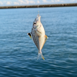 クロサギ