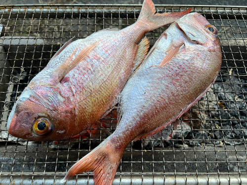 マダイの釣果