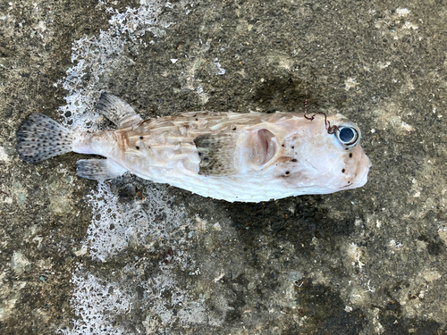 イシガキフグの釣果