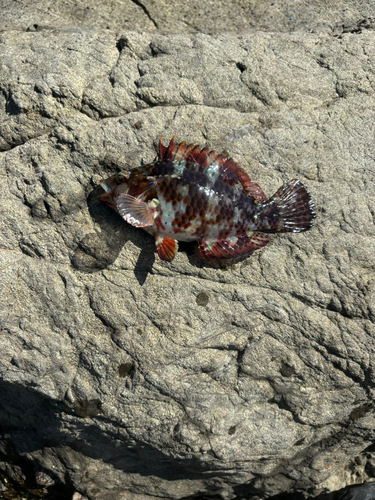 オハグロベラの釣果