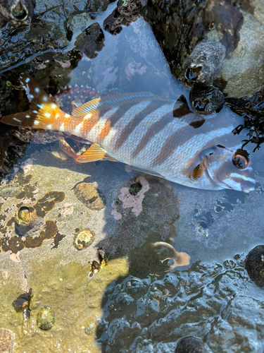 タカノハダイの釣果