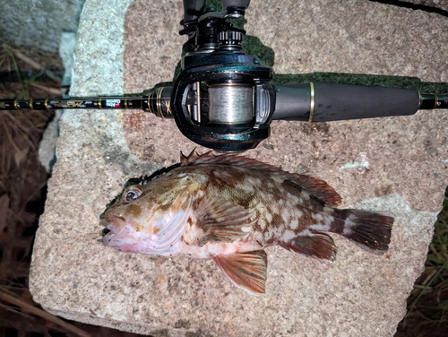 カサゴの釣果