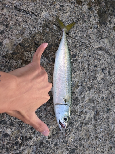 サバの釣果