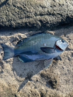 メジナの釣果