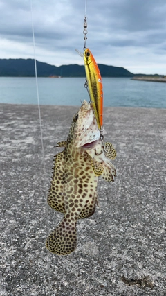 イシミーバイの釣果