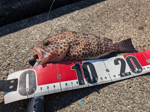 オオモンハタの釣果