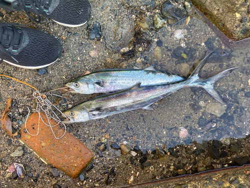 サゴシの釣果