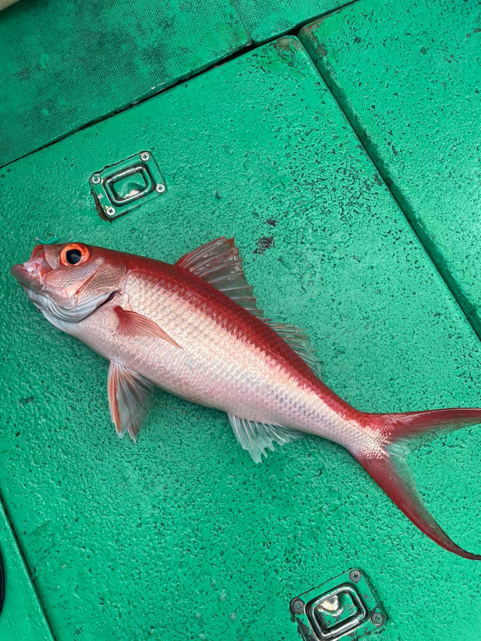 gatzさんの釣果 1枚目の画像