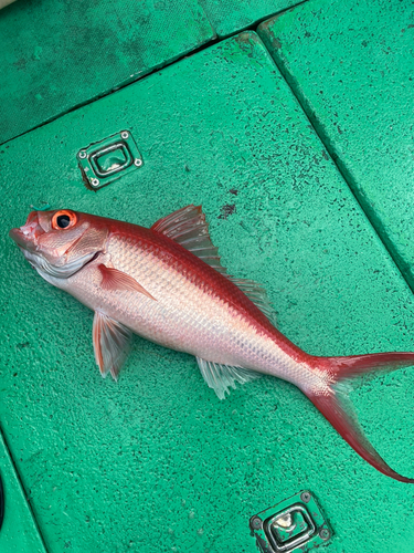 ハマダイの釣果