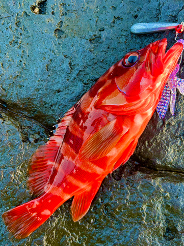 アカハタの釣果