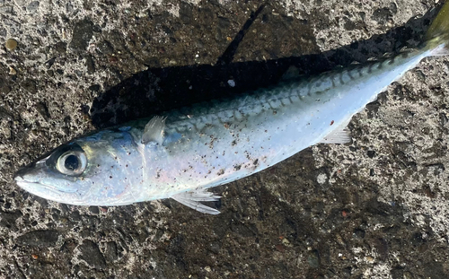 サバの釣果