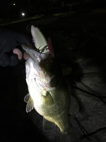 ラージマウスバスの釣果