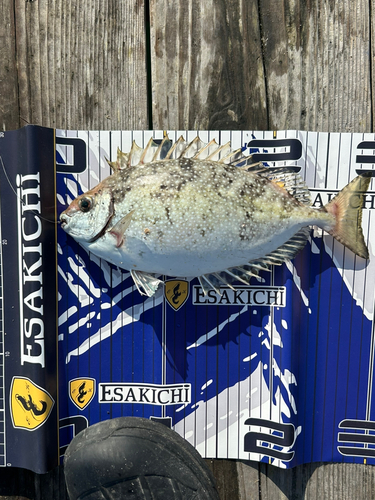 アイゴの釣果