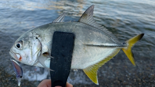 メッキの釣果