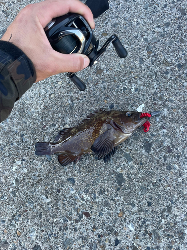 ウサギアイナメの釣果