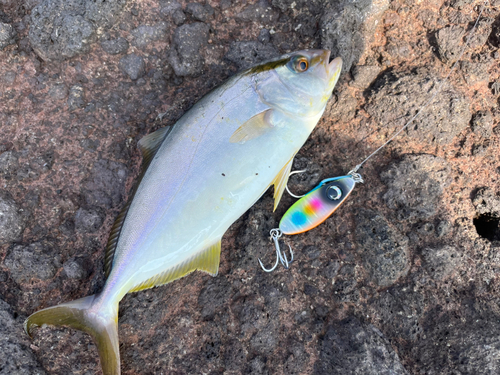 ショゴの釣果