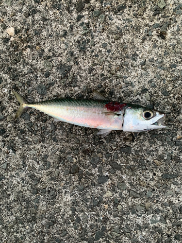 サバの釣果