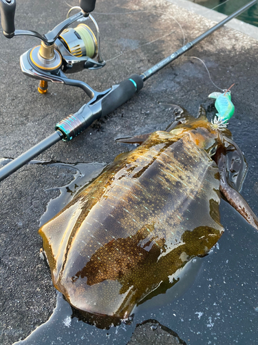 アオリイカの釣果