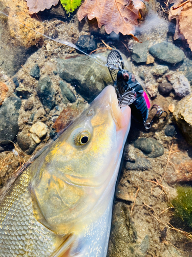 ウグイの釣果