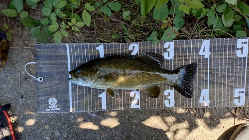 スモールマウスバスの釣果