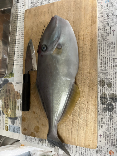 ウスバハギの釣果