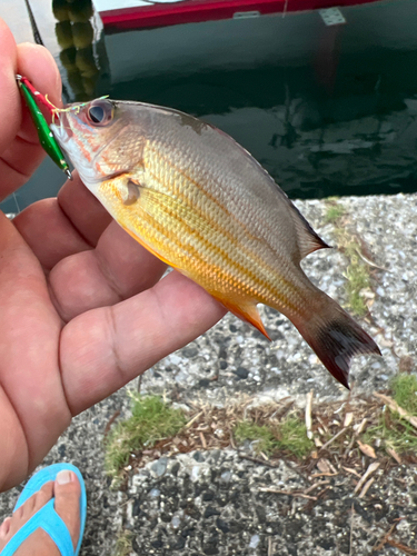 オキフエダイの釣果