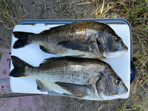 クロダイの釣果