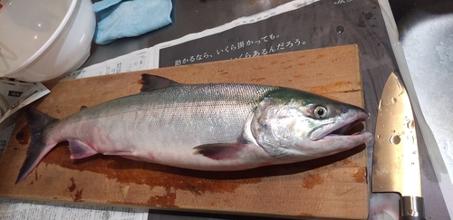 アキアジの釣果