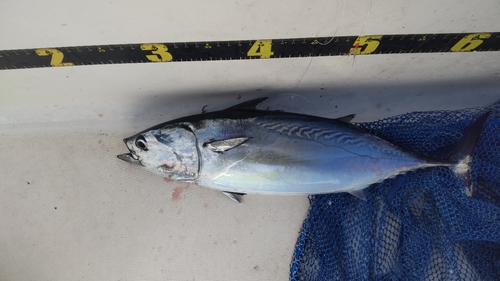 ソウダガツオの釣果