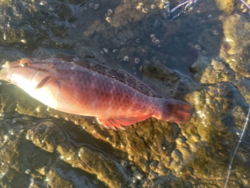 アカササノハベラの釣果