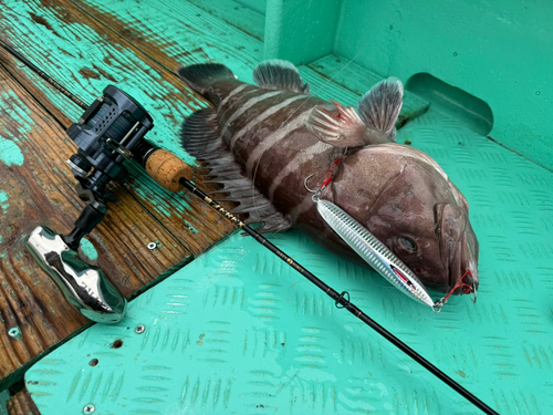 マハタの釣果