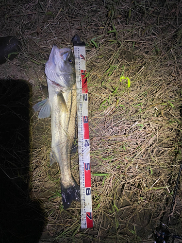 シーバスの釣果