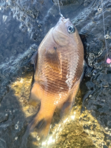 スズメダイの釣果