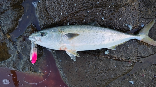 ハマチの釣果