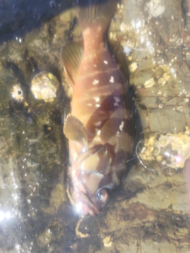 アカハタの釣果