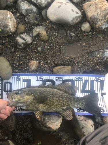 スモールマウスバスの釣果