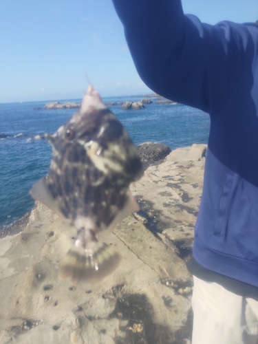 カワハギの釣果