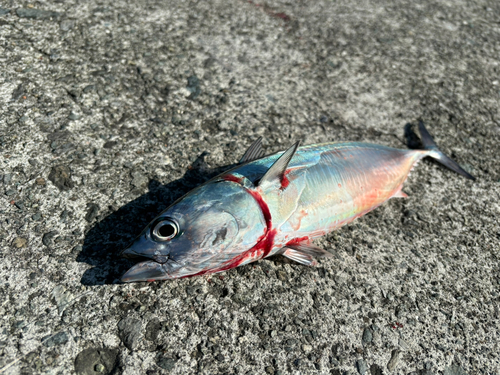 ヒラソウダの釣果