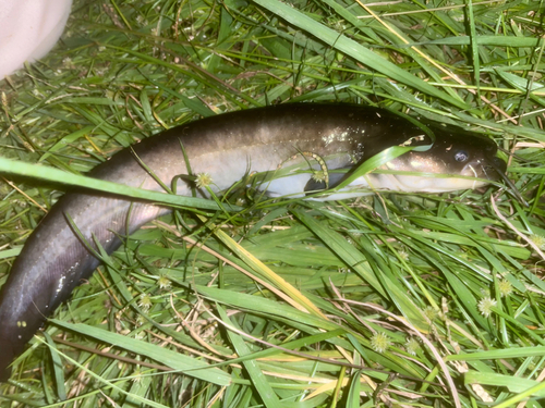 マナマズの釣果