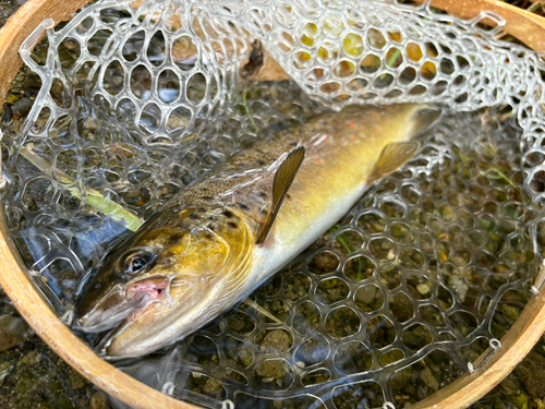 ブラウントラウトの釣果