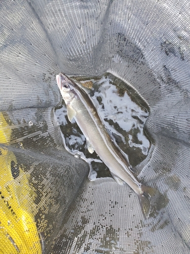 アユの釣果