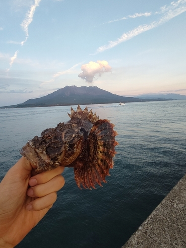 オニオコゼの釣果